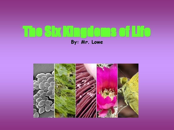 The Six Kingdoms of Life By: Mr. Lowe 