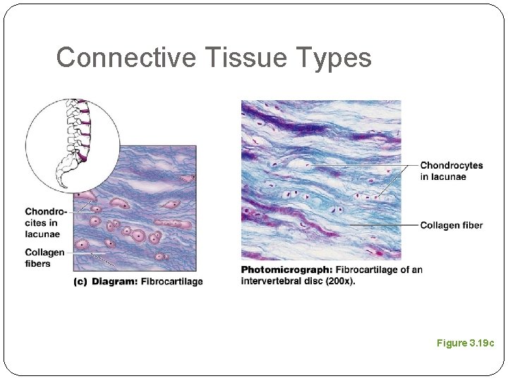 Connective Tissue Types Figure 3. 19 c 