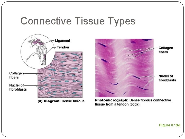 Connective Tissue Types Figure 3. 19 d 