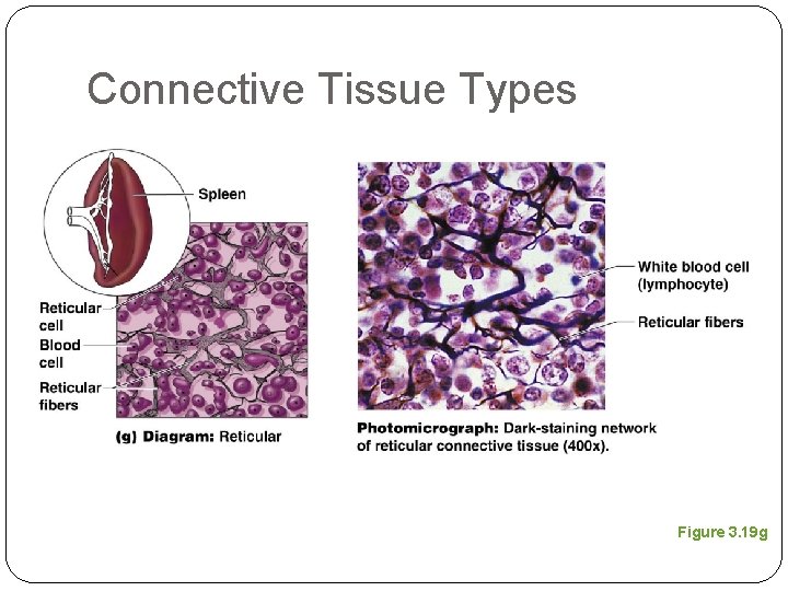 Connective Tissue Types Figure 3. 19 g 