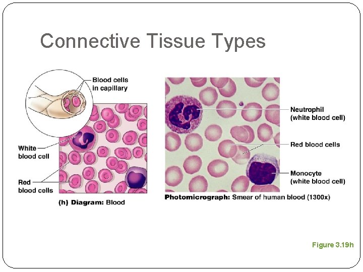 Connective Tissue Types Figure 3. 19 h 