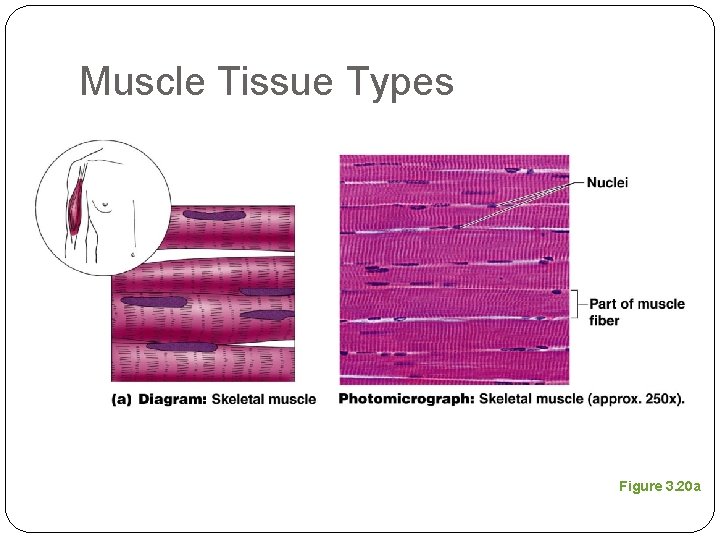 Muscle Tissue Types Figure 3. 20 a 