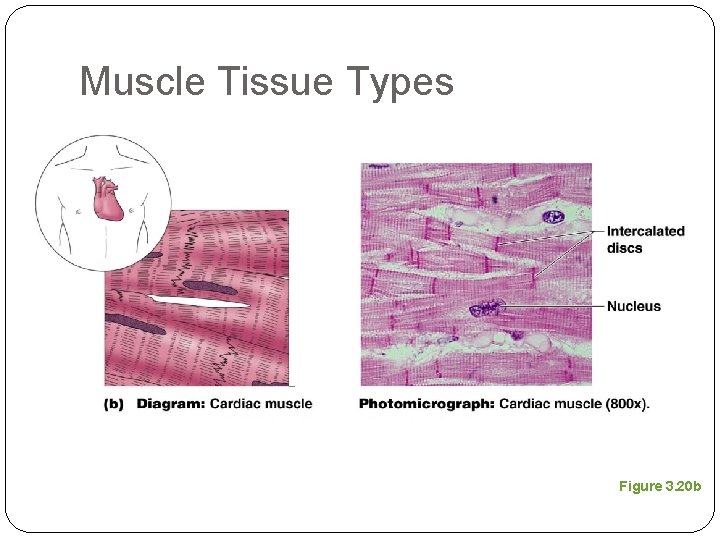 Muscle Tissue Types Figure 3. 20 b 