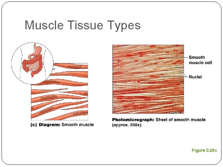 Muscle Tissue Types Figure 3. 20 c 