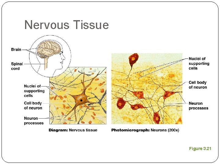 Nervous Tissue Figure 3. 21 