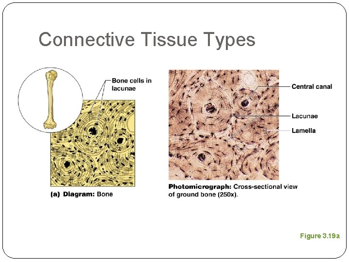 Connective Tissue Types Figure 3. 19 a 