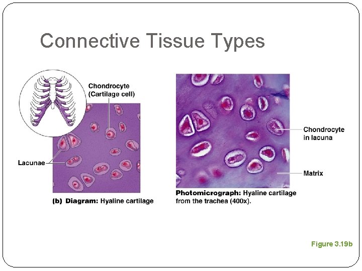 Connective Tissue Types Figure 3. 19 b 