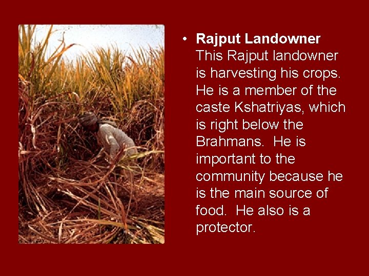  • Rajput Landowner This Rajput landowner is harvesting his crops. He is a