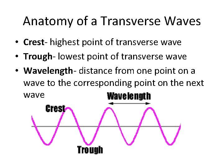 Anatomy of a Transverse Waves • Crest- highest point of transverse wave • Trough-