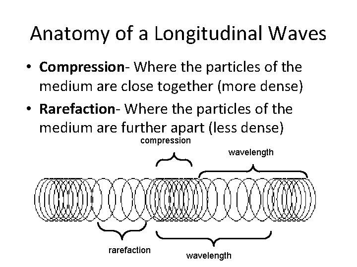 Anatomy of a Longitudinal Waves • Compression- Where the particles of the medium are