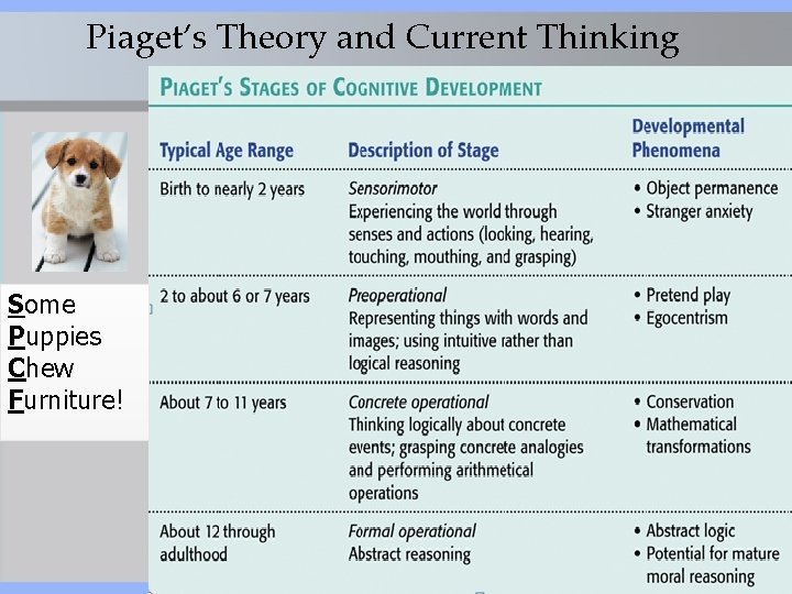 Piaget’s Theory and Current Thinking Some Puppies Chew Furniture! 9 