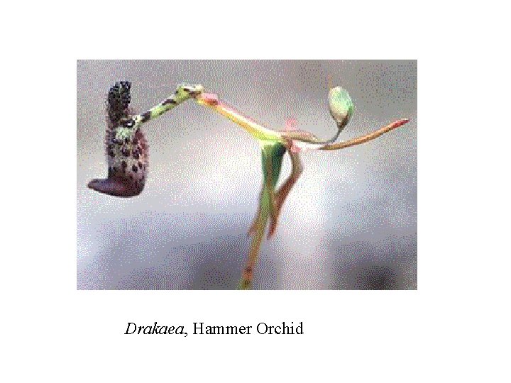 Drakaea, Hammer Orchid 