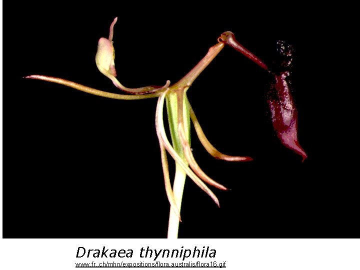 Drakaea thynniphila www. fr. . ch/mhn/expositions/flora. australis/flora 16. gif 