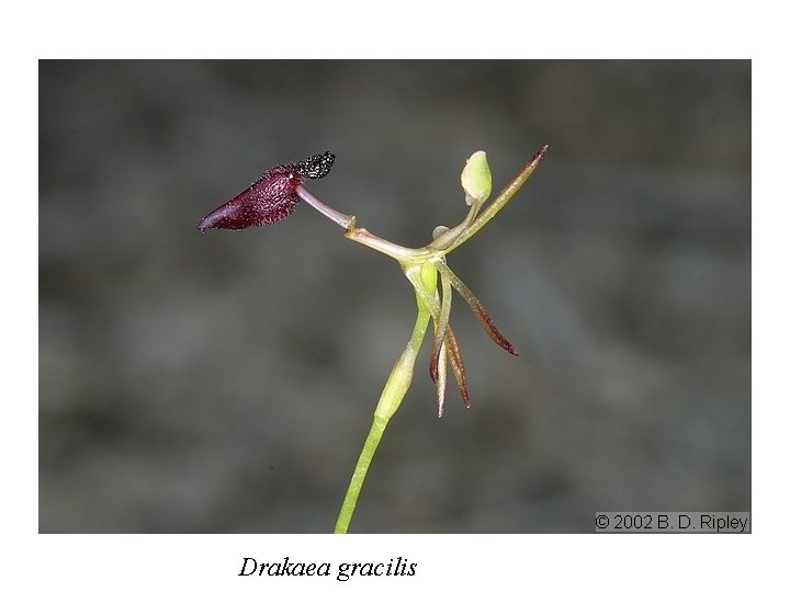 Drakaea gracilis 