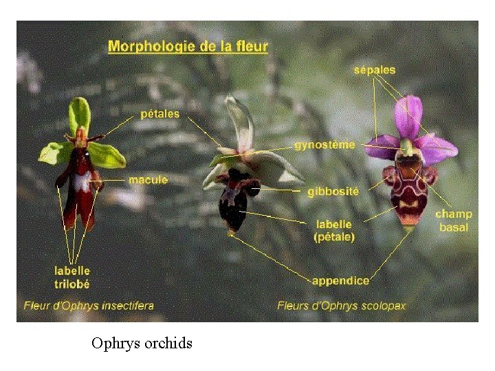 Ophrys orchids 