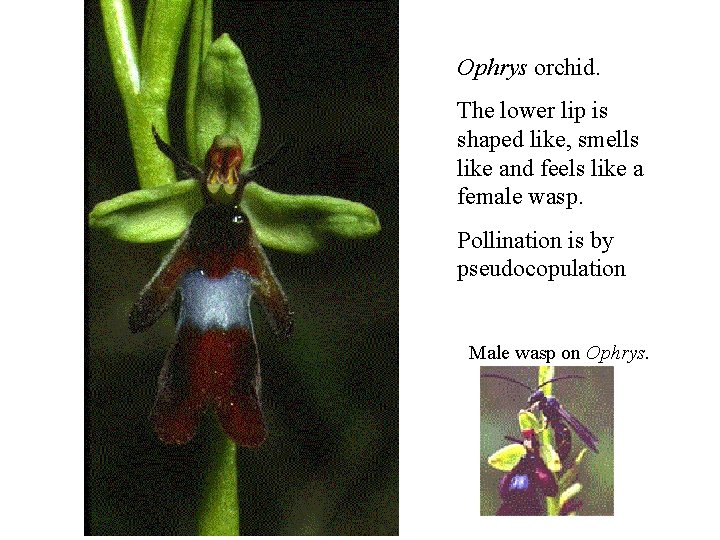 Ophrys orchid. The lower lip is shaped like, smells like and feels like a