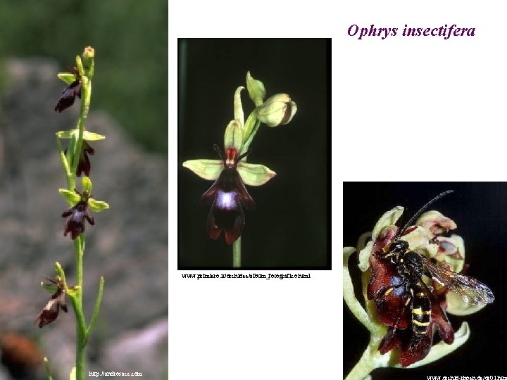 Ophrys insectifera www. primiero. it/orchidee/album_fotografico. html http: //androsace. com 