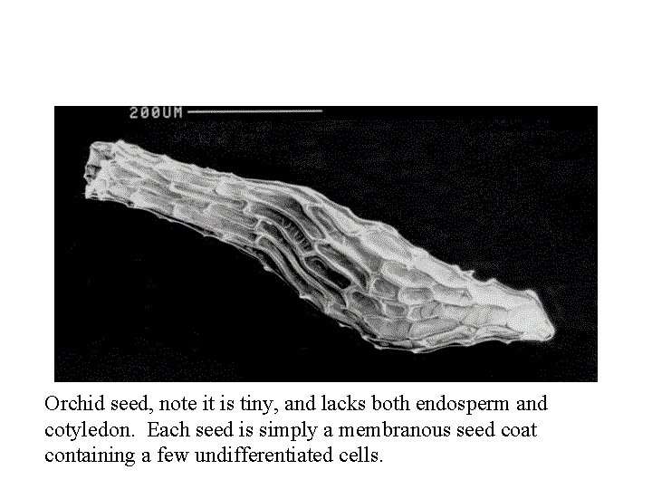 Orchid seed, note it is tiny, and lacks both endosperm and cotyledon. Each seed