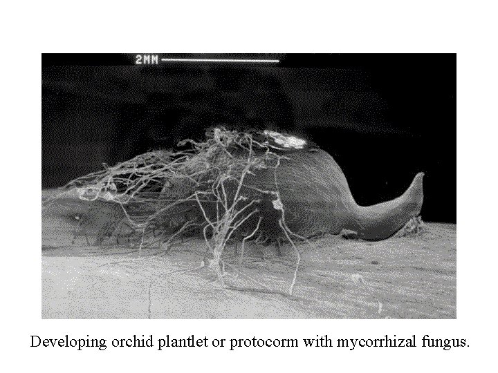 Developing orchid plantlet or protocorm with mycorrhizal fungus. 