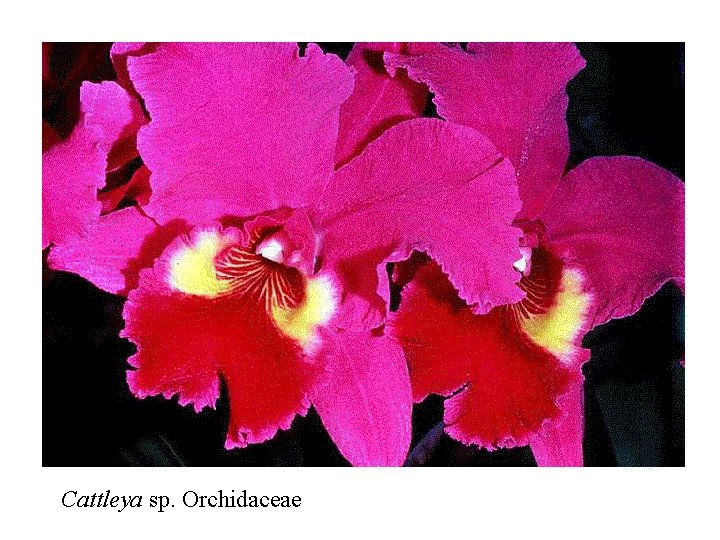 Cattleya sp. Orchidaceae 