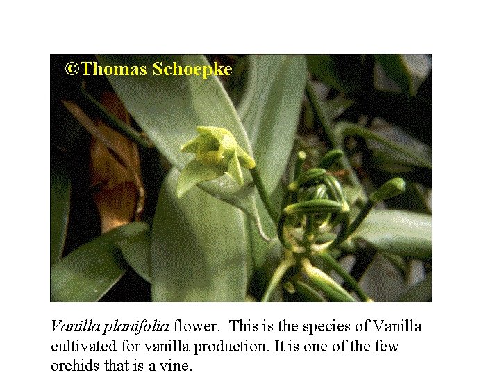 Vanilla planifolia flower. This is the species of Vanilla cultivated for vanilla production. It