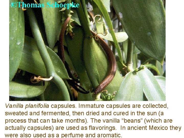 Vanilla planifolia capsules. Immature capsules are collected, sweated and fermented, then dried and cured