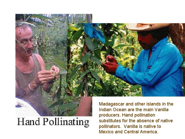 Madagascar and other islands in the Indian Ocean are the main Vanilla producers. Hand