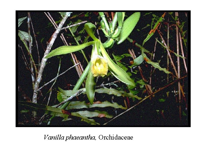 Vanilla phaeantha, Orchidaceae 