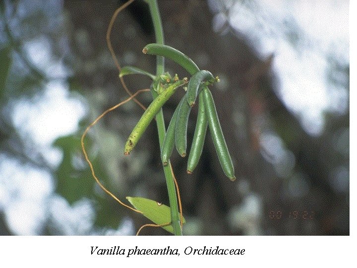 Vanilla phaeantha, Orchidaceae 