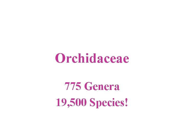 Orchidaceae 775 Genera 19, 500 Species! 