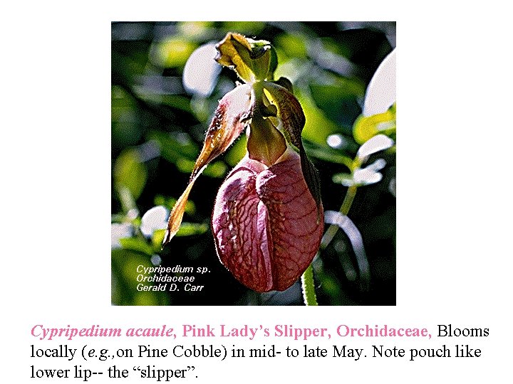 Cypripedium acaule, Pink Lady’s Slipper, Orchidaceae, Blooms locally (e. g. , on Pine Cobble)