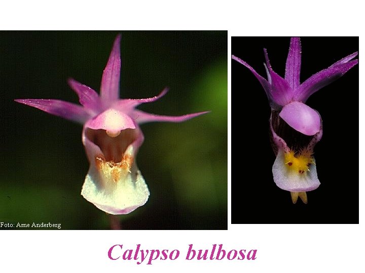 Calypso bulbosa 