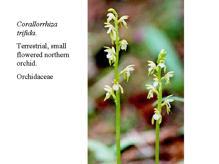 Corallorrhiza trifida. Terrestrial, small flowered northern orchid. Orchidaceae 