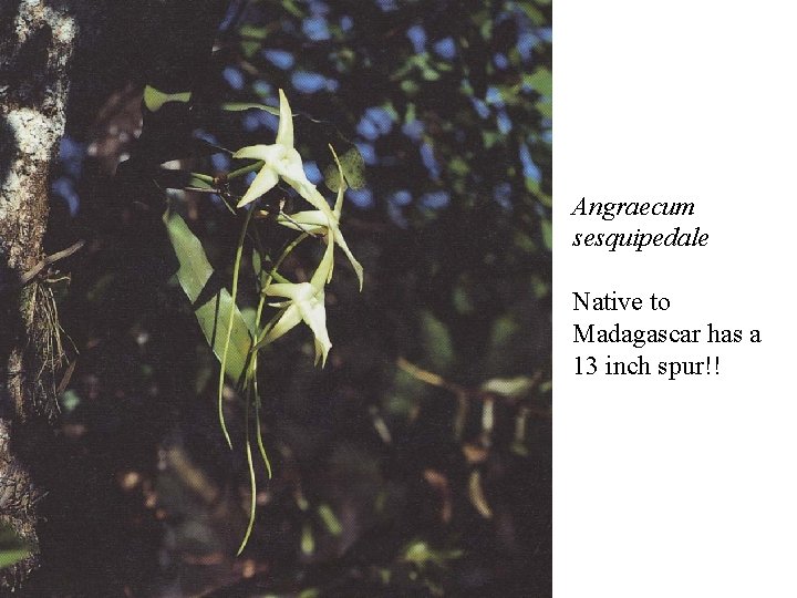 Angraecum sesquipedale Native to Madagascar has a 13 inch spur!! 