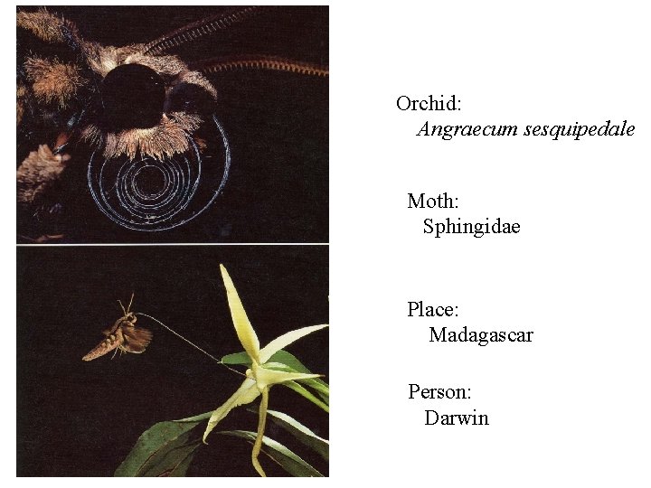Orchid: Angraecum sesquipedale Moth: Sphingidae Place: Madagascar Person: Darwin 