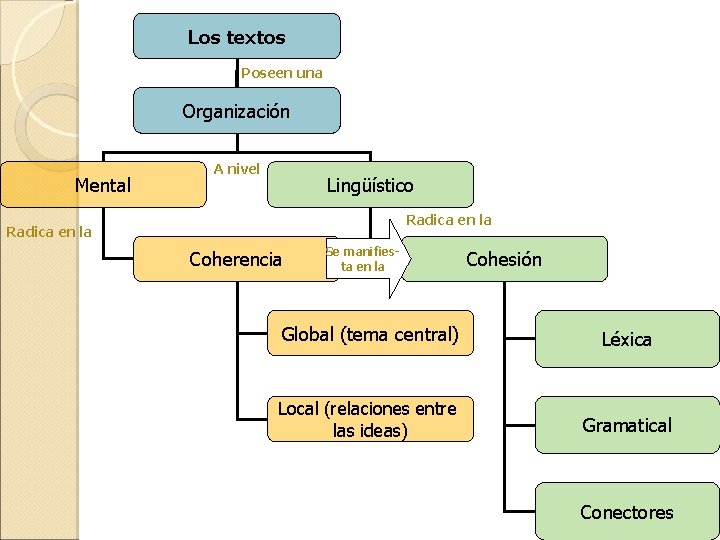 Los textos Poseen una Organización Mental A nivel Lingüístico Radica en la Coherencia Se