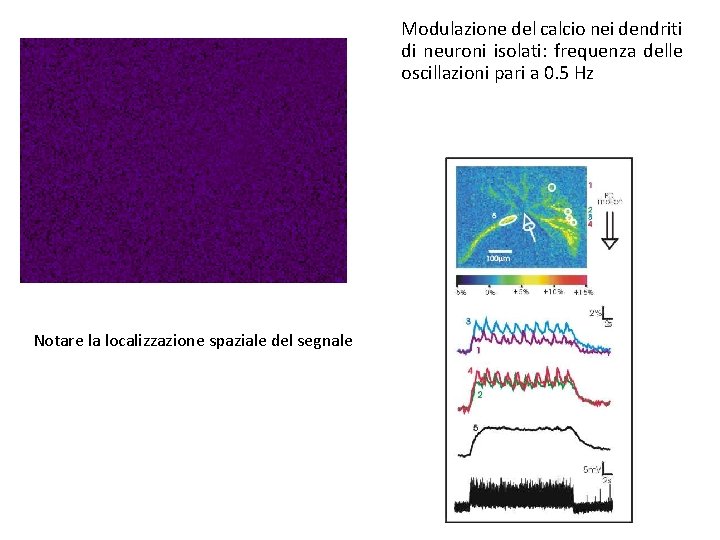 Modulazione del calcio nei dendriti di neuroni isolati: frequenza delle oscillazioni pari a 0.