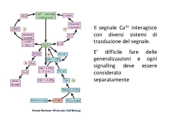 Il segnale Ca 2+ interagisce con diversi sistemi di trasduzione del segnale. E’ difficile