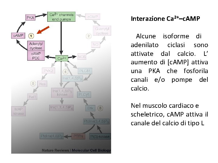Interazione Ca 2+–c. AMP Alcune isoforme di adenilato ciclasi sono attivate dal calcio. L’