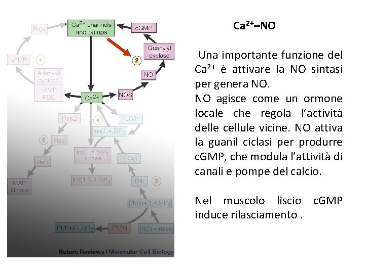 Ca 2+–NO Una importante funzione del Ca 2+ è attivare la NO sintasi per