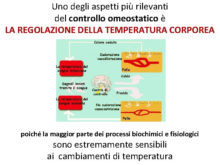 Uno degli aspetti più rilevanti del controllo omeostatico è LA REGOLAZIONE DELLA TEMPERATURA CORPOREA