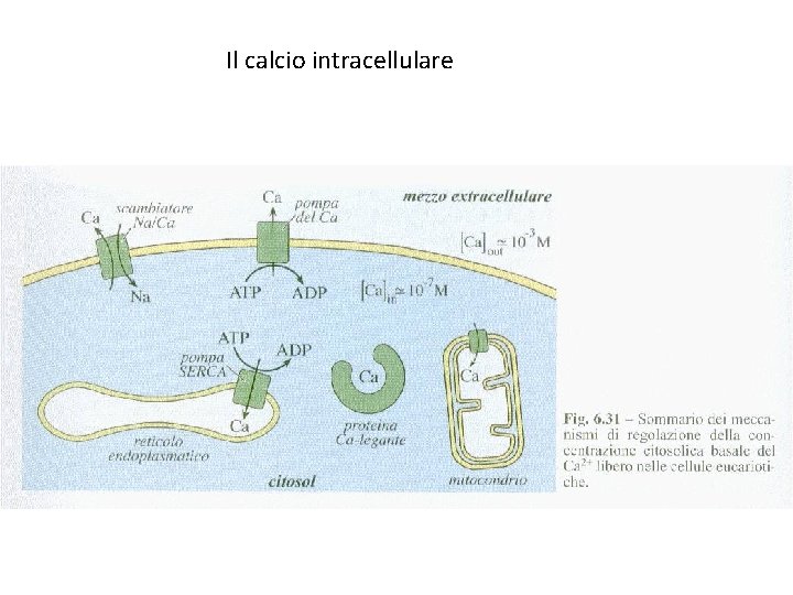 Il calcio intracellulare 