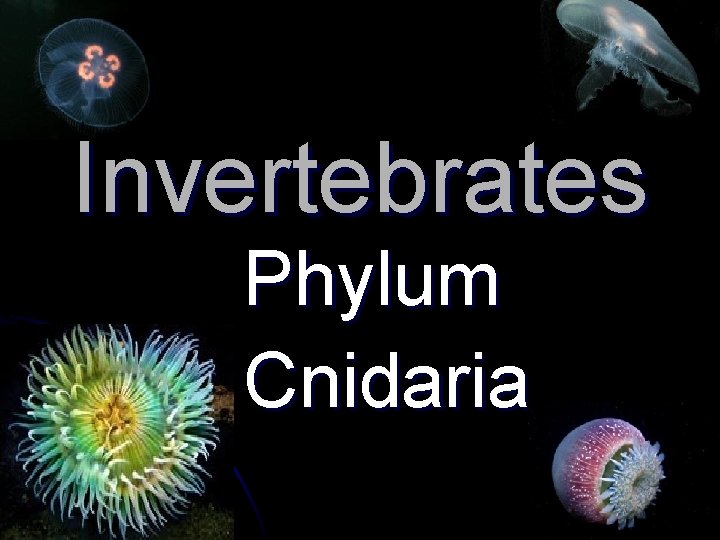 Invertebrates Phylum Cnidaria 