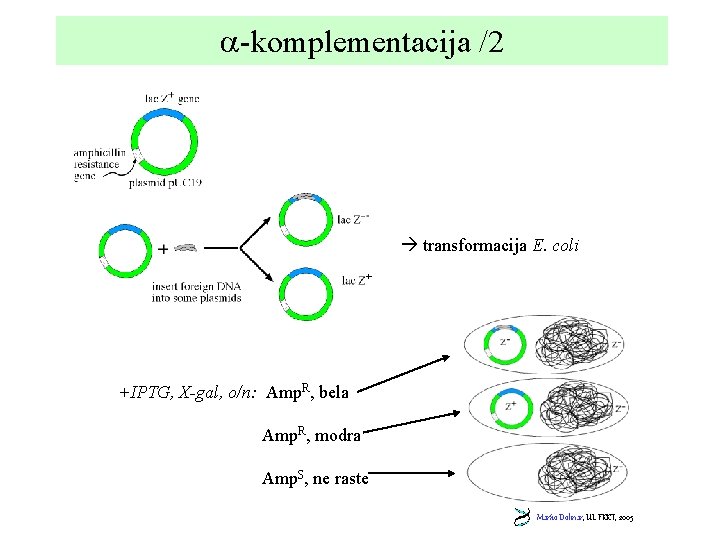  -komplementacija /2 transformacija E. coli +IPTG, X-gal, o/n: Amp. R, bela Amp. R,