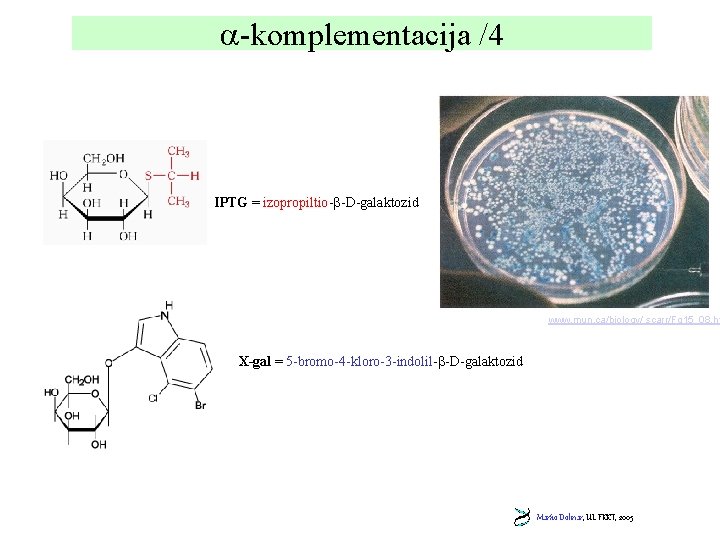  -komplementacija /4 IPTG = izopropiltio- -D-galaktozid www. mun. ca/biology/ scarr/Fg 15_08. ht X-gal