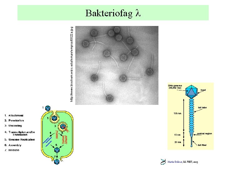 http: //www. biochem. wisc. edu/inman/empics/0022 a. jpg Bakteriofag Marko Dolinar, UL FKKT, 2005 