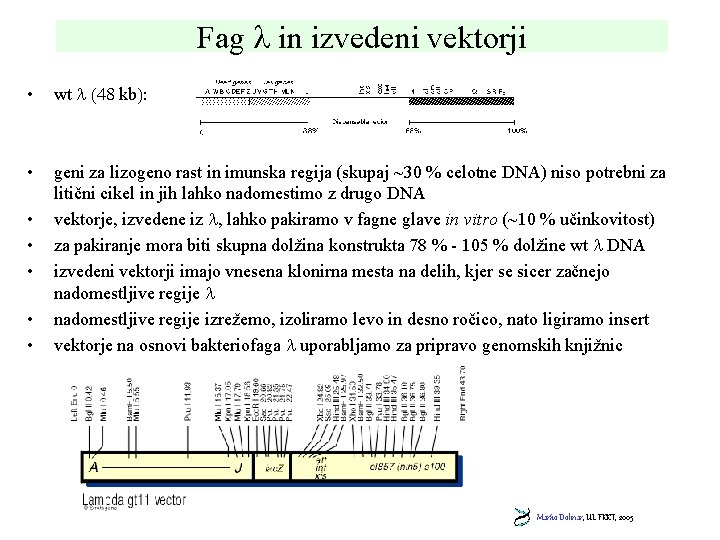Fag in izvedeni vektorji • wt (48 kb): • geni za lizogeno rast in