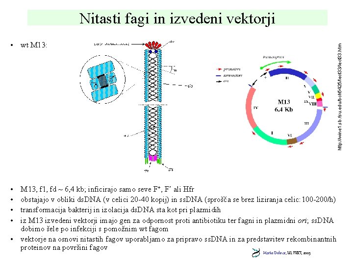 Nitasti fagi in izvedeni vektorji http: //wine 1. sb. fsu. edu/bch 5425/lect 33. htm
