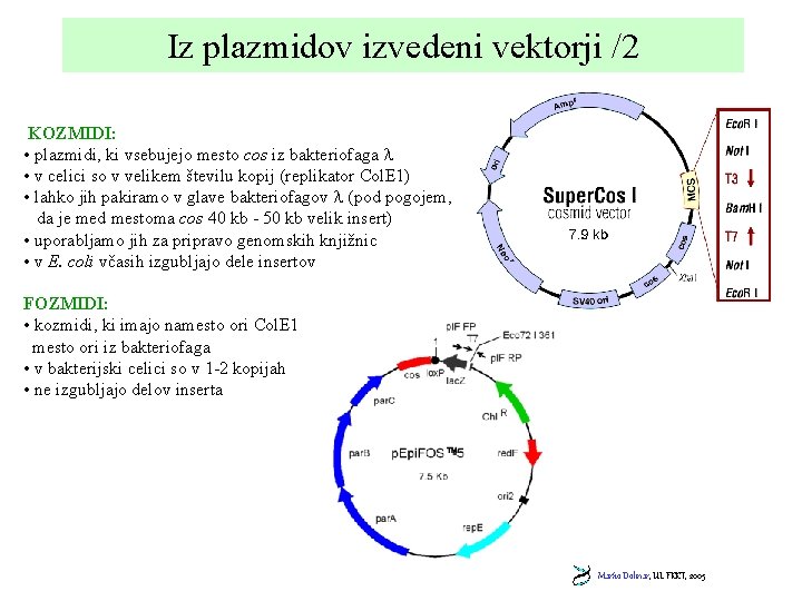 Iz plazmidov izvedeni vektorji /2 KOZMIDI: • plazmidi, ki vsebujejo mesto cos iz bakteriofaga