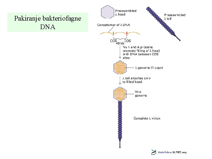 Pakiranje bakteriofagne DNA Marko Dolinar, UL FKKT, 2005 